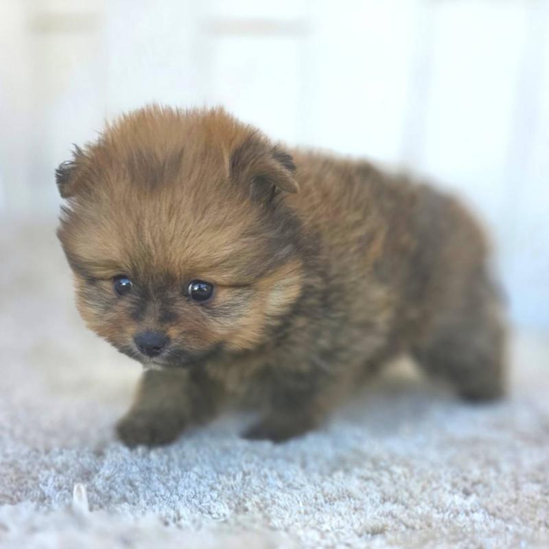 成約済の茨城県のポメラニアン-439501の18枚目