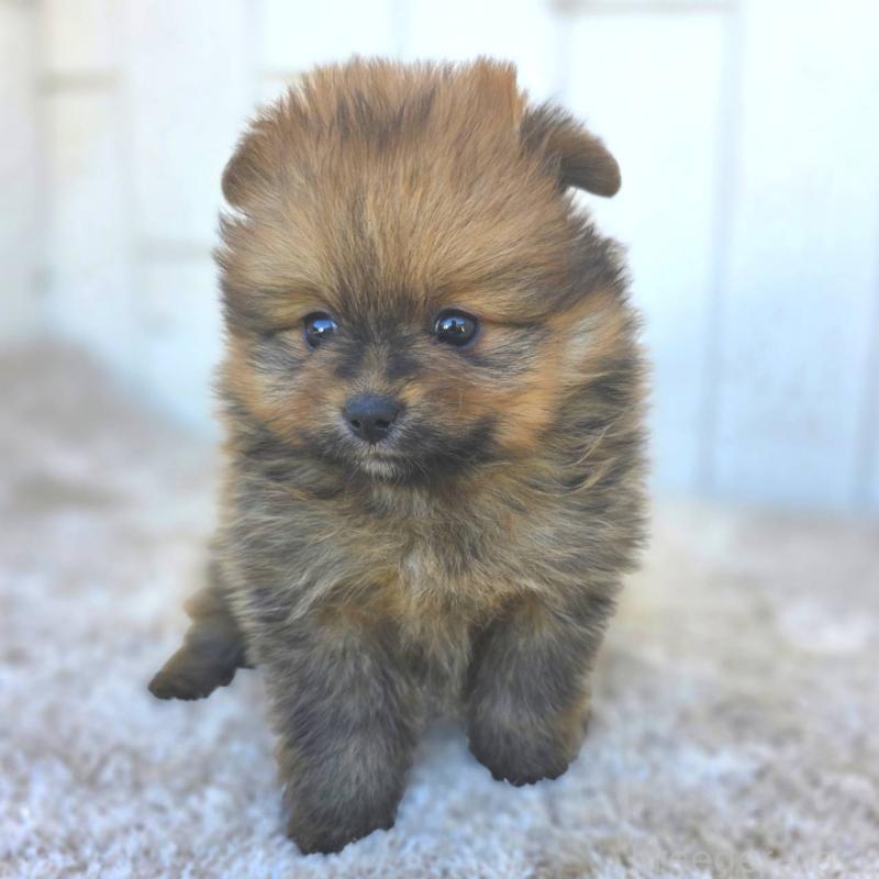 成約済の茨城県のポメラニアン-439501の16枚目