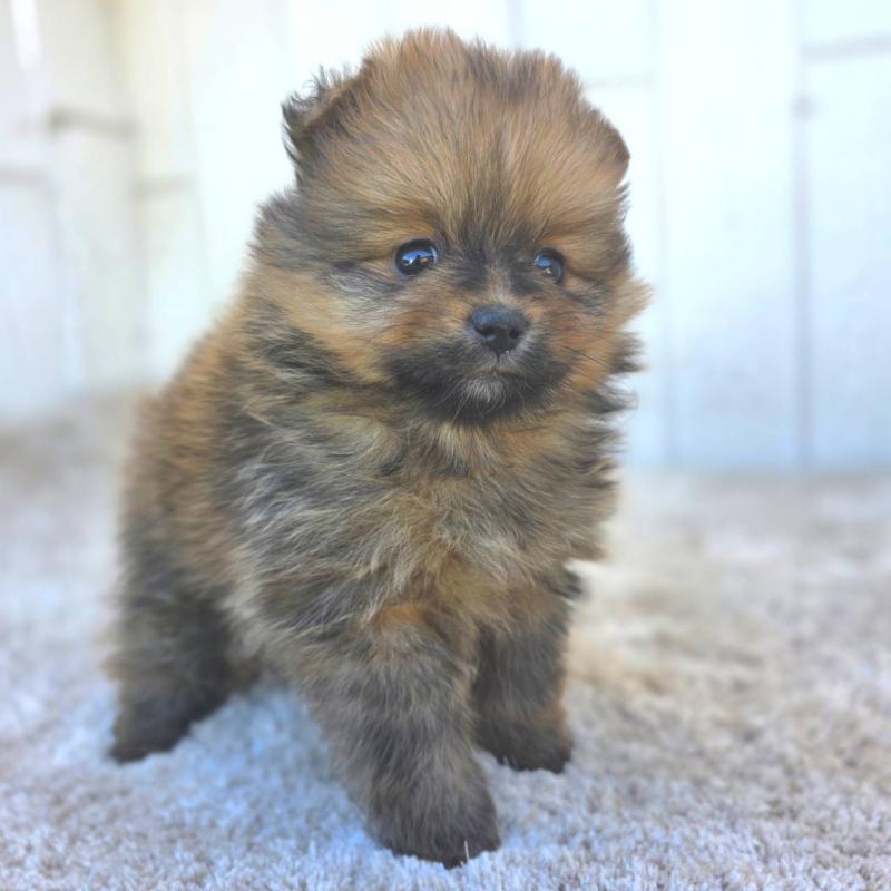 成約済の茨城県のポメラニアン-439501の12枚目