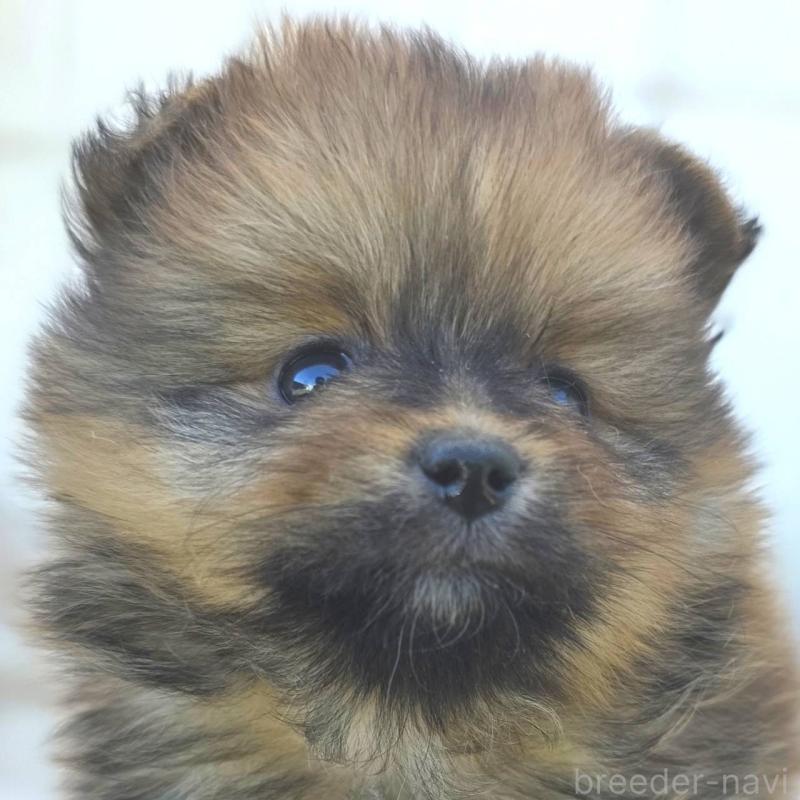 成約済の茨城県のポメラニアン-439501の11枚目