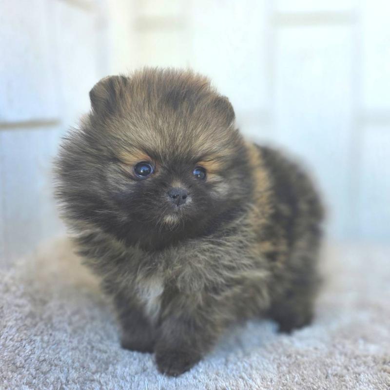 成約済の茨城県のポメラニアン-439504の29枚目