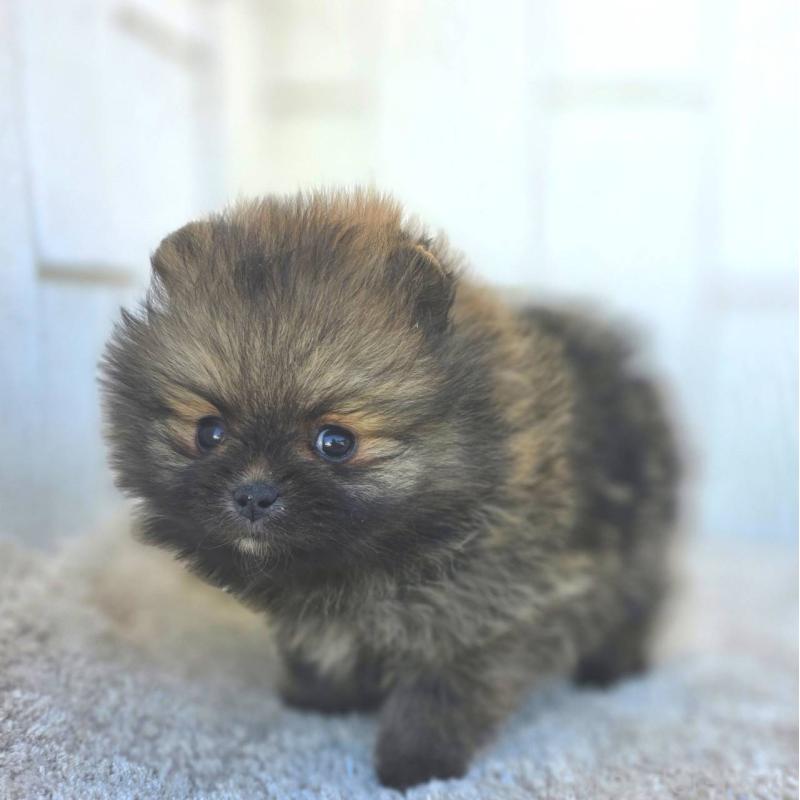 成約済の茨城県のポメラニアン-439504の28枚目