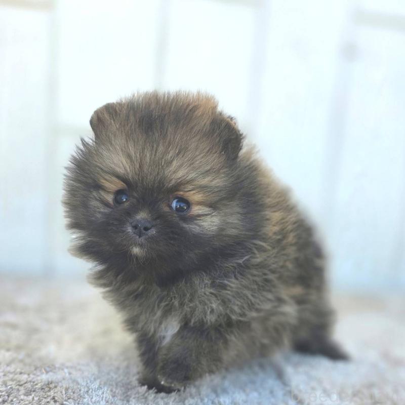 成約済の茨城県のポメラニアン-439504の27枚目