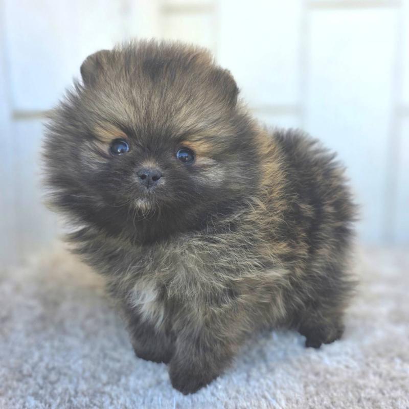 成約済の茨城県のポメラニアン-439504の26枚目