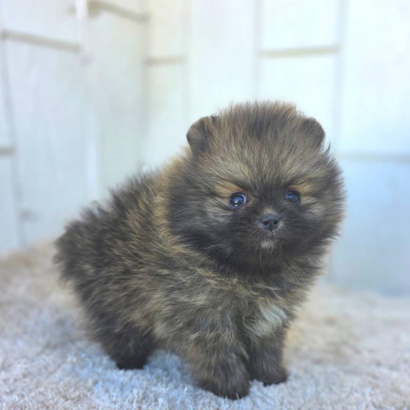 成約済の茨城県のポメラニアン-439504の23枚目