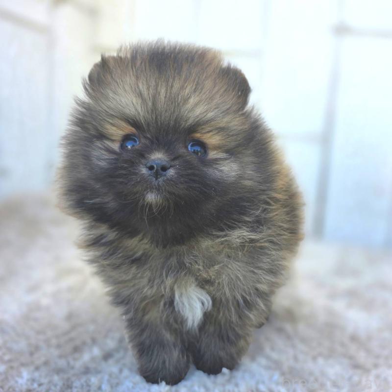 成約済の茨城県のポメラニアン-439504の22枚目