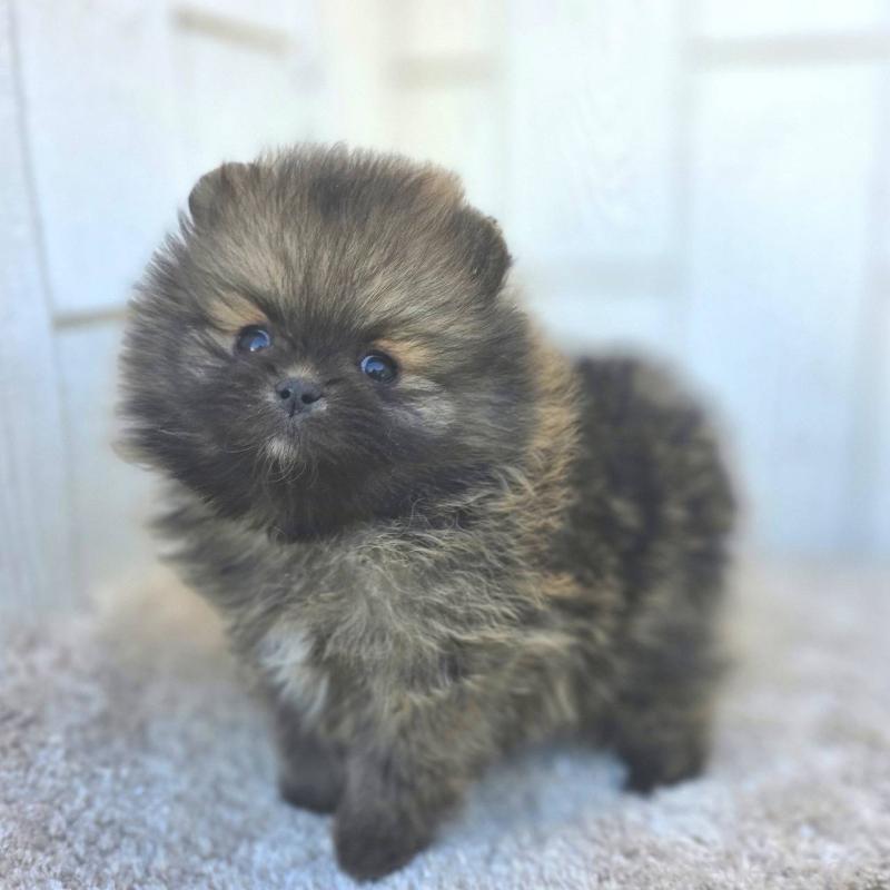 成約済の茨城県のポメラニアン-439504の21枚目