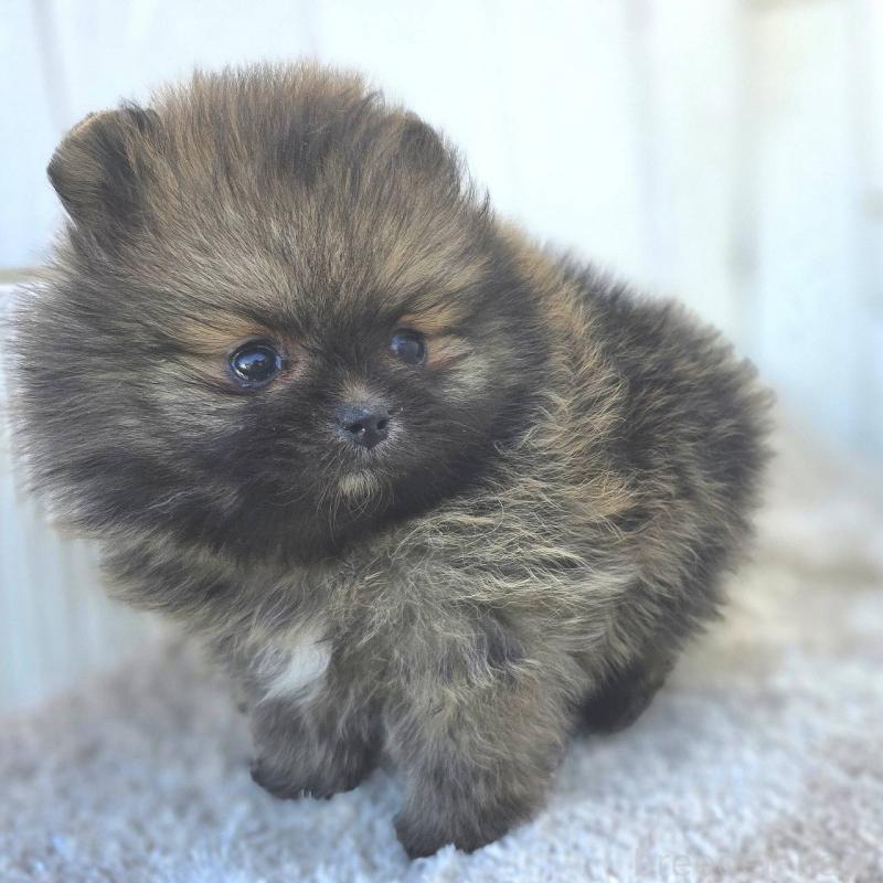 成約済の茨城県のポメラニアン-439504の20枚目