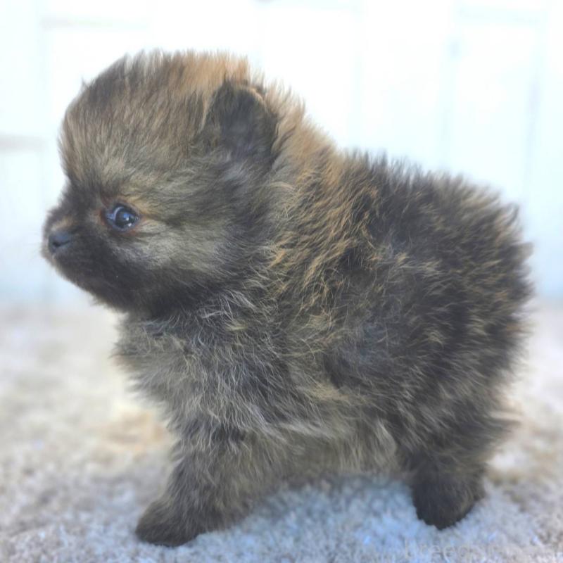 成約済の茨城県のポメラニアン-439504の18枚目