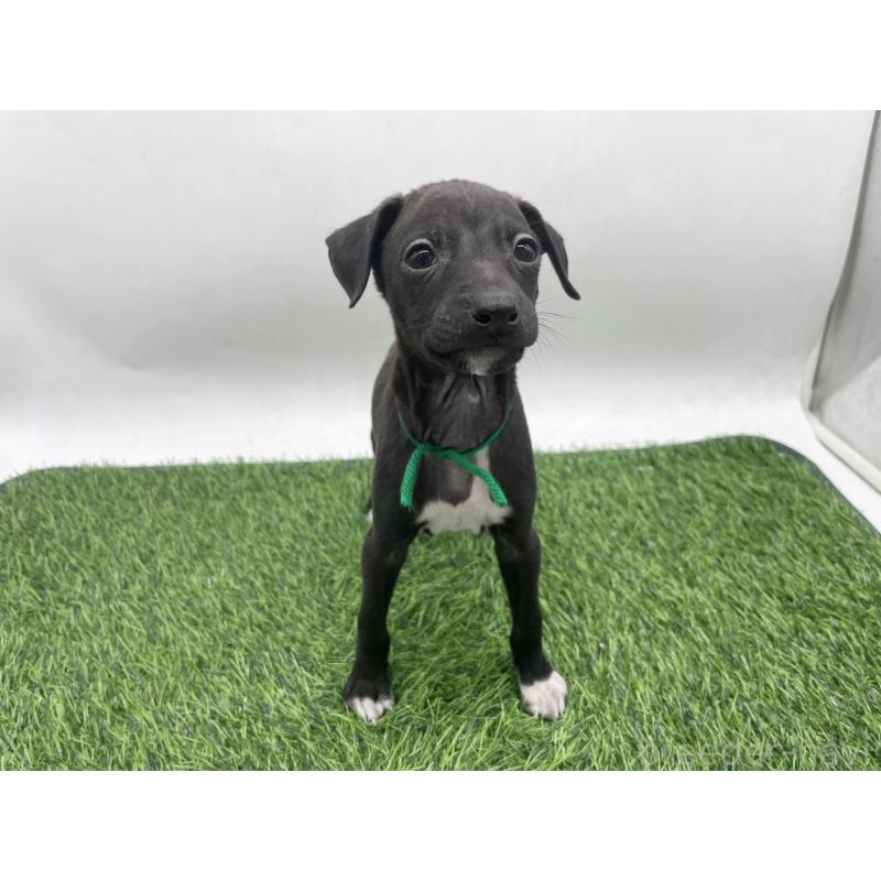 成約済の愛知県のイタリアングレーハウンド(イタグレ)-439896の5枚目