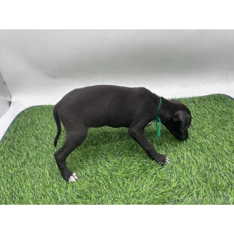 成約済の愛知県のイタリアングレーハウンド(イタグレ)-439896の4枚目