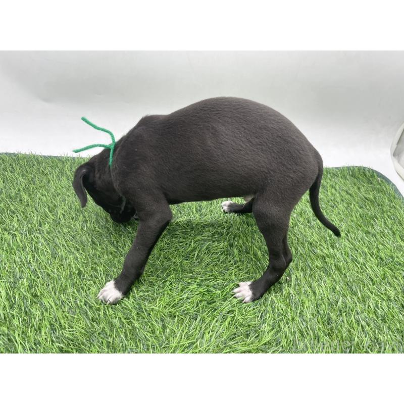 成約済の愛知県のイタリアングレーハウンド(イタグレ)-439896の3枚目