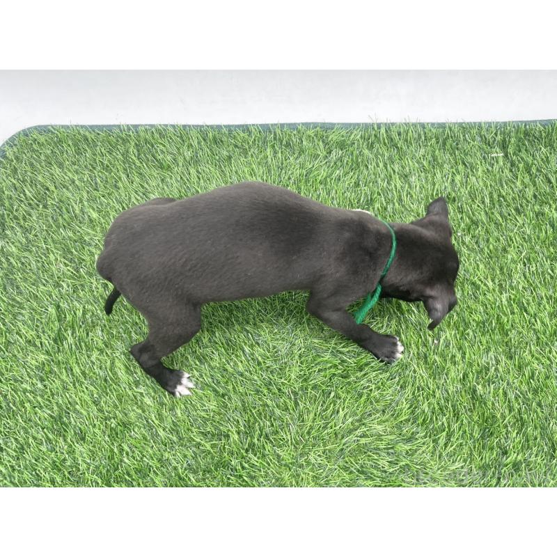 成約済の愛知県のイタリアングレーハウンド(イタグレ)-439896の2枚目