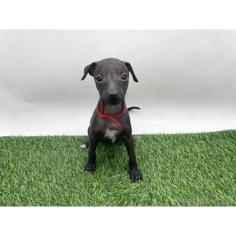 成約済の愛知県のイタリアングレーハウンド(イタグレ)-439898の5枚目