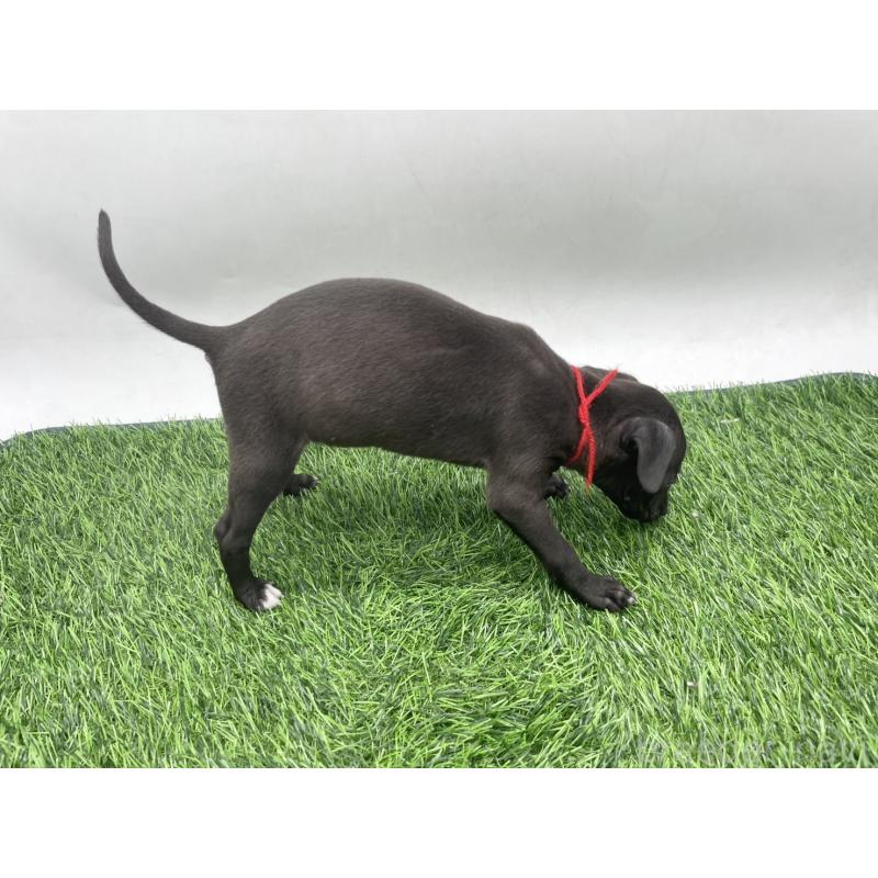 成約済の愛知県のイタリアングレーハウンド(イタグレ)-439898の4枚目