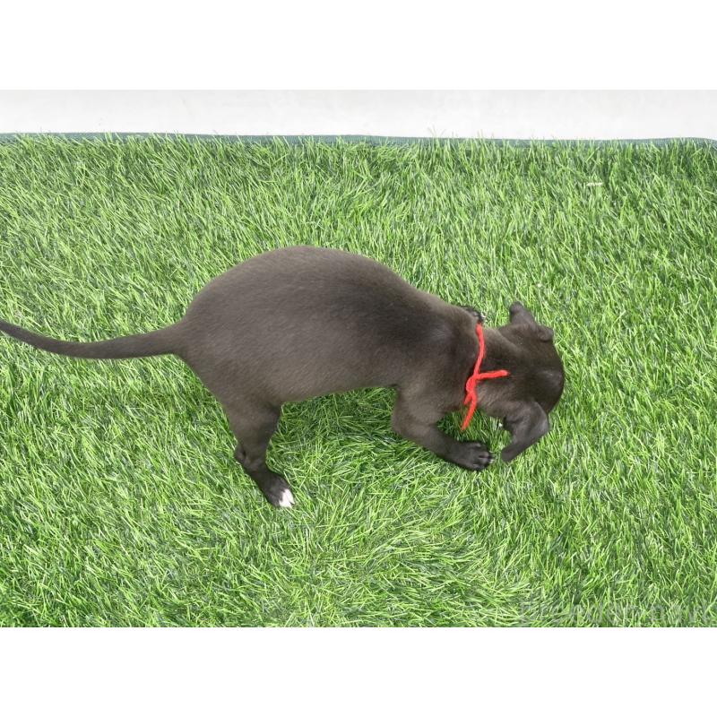 成約済の愛知県のイタリアングレーハウンド(イタグレ)-439898の2枚目