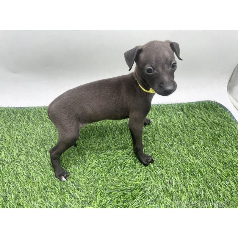 成約済の愛知県のイタリアングレーハウンド(イタグレ)-439897の3枚目