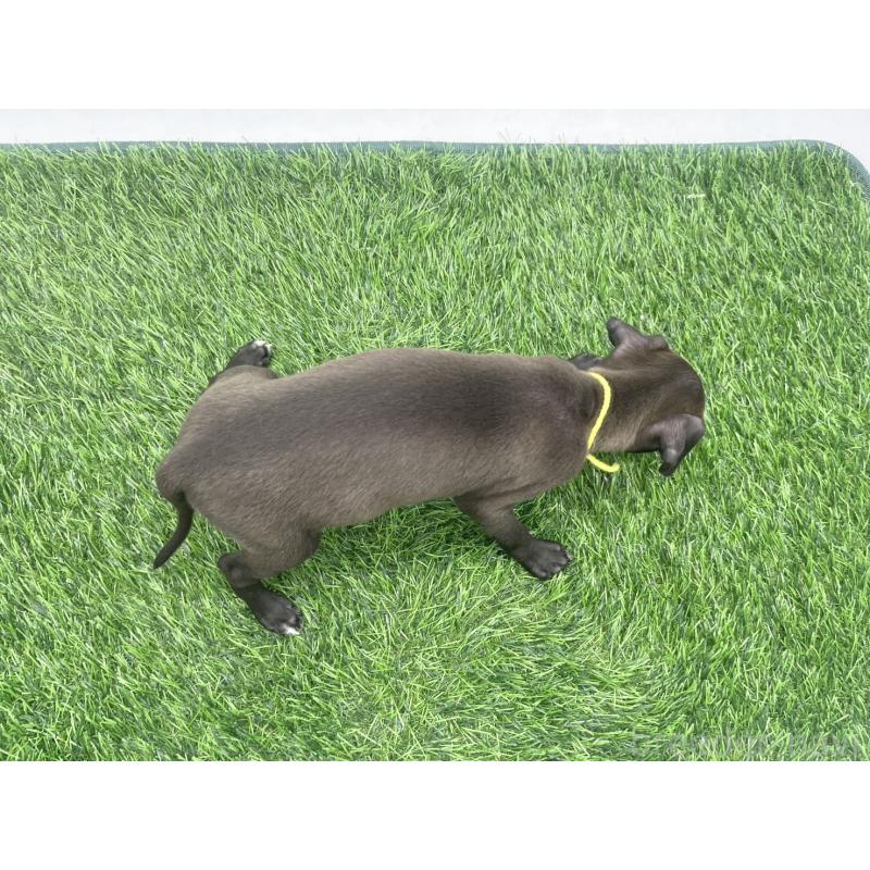 成約済の愛知県のイタリアングレーハウンド(イタグレ)-439897の2枚目