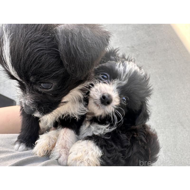 成約済の沖縄県のミックス犬-441385の5枚目