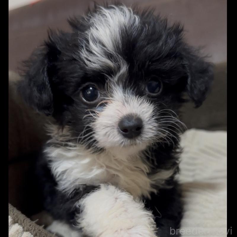 成約済の沖縄県のミックス犬-441385の4枚目