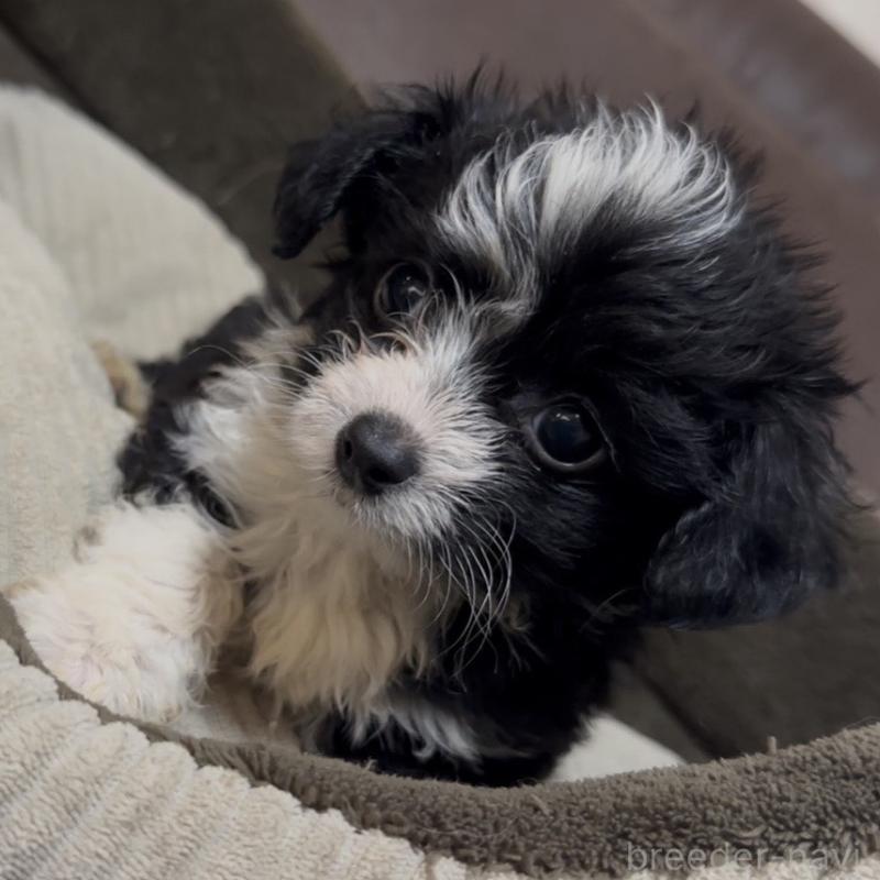 成約済の沖縄県のミックス犬-441385の3枚目