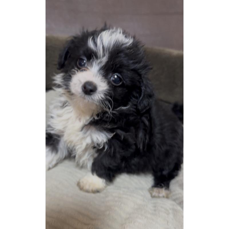 成約済の沖縄県のミックス犬-441385の2枚目