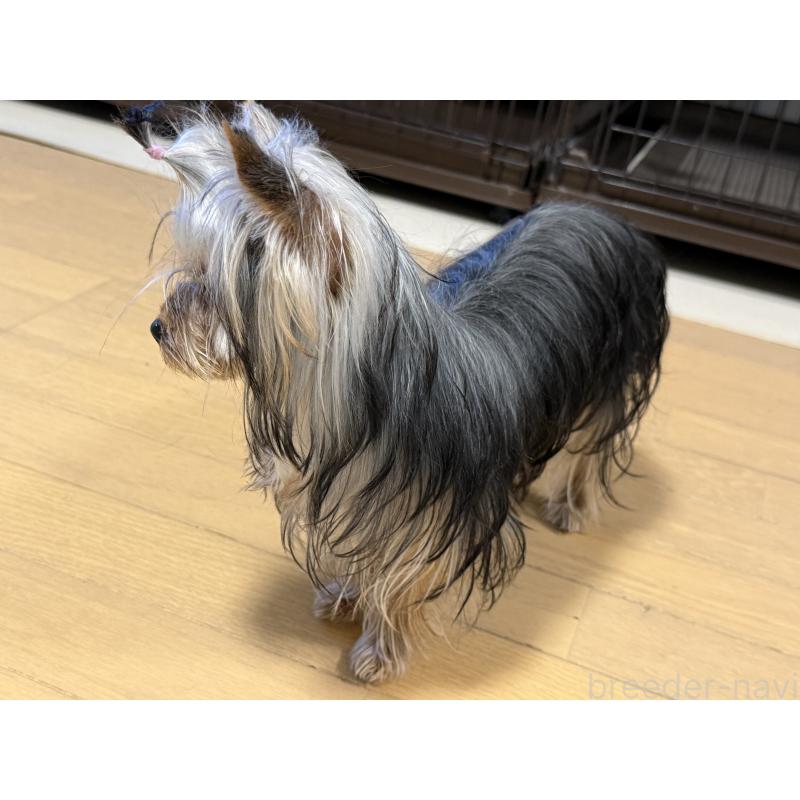 成約済の高知県のヨークシャーテリア-401564の6枚目