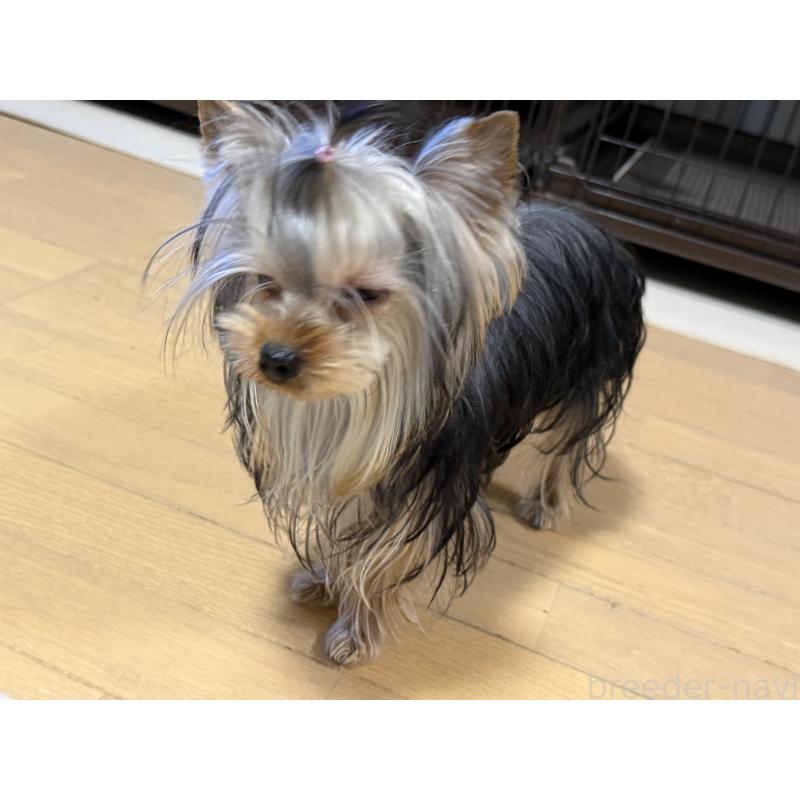 成約済の高知県のヨークシャーテリア-401564の5枚目