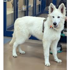 ♀︎ホワイトシェパード