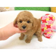 トイプードルの子犬