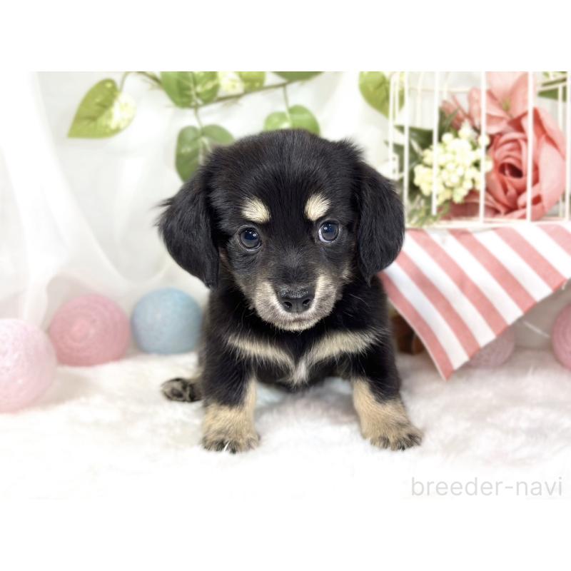 成約済の滋賀県のチワックス:チワワ×ミニチュアダックスフンド-441150の4枚目