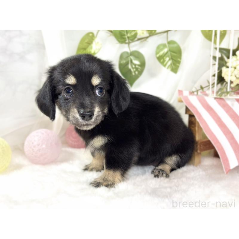 成約済の滋賀県のチワックス:チワワ×ミニチュアダックスフンド-441150の2枚目