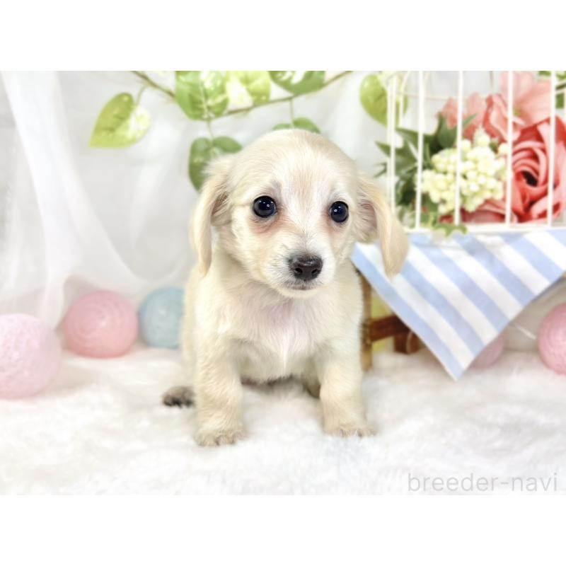 成約済の滋賀県のチワックス:チワワ×ミニチュアダックスフンド-441152の4枚目