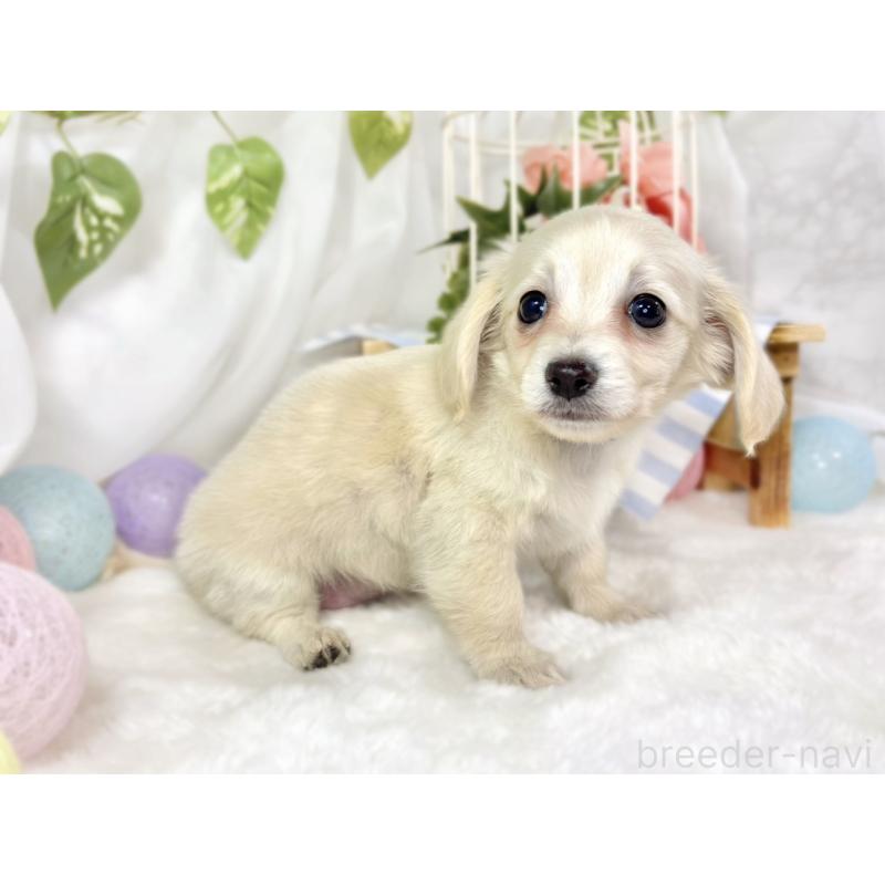 成約済の滋賀県のチワックス:チワワ×ミニチュアダックスフンド-441152の3枚目