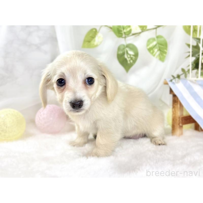 成約済の滋賀県のチワックス:チワワ×ミニチュアダックスフンド-441152の2枚目