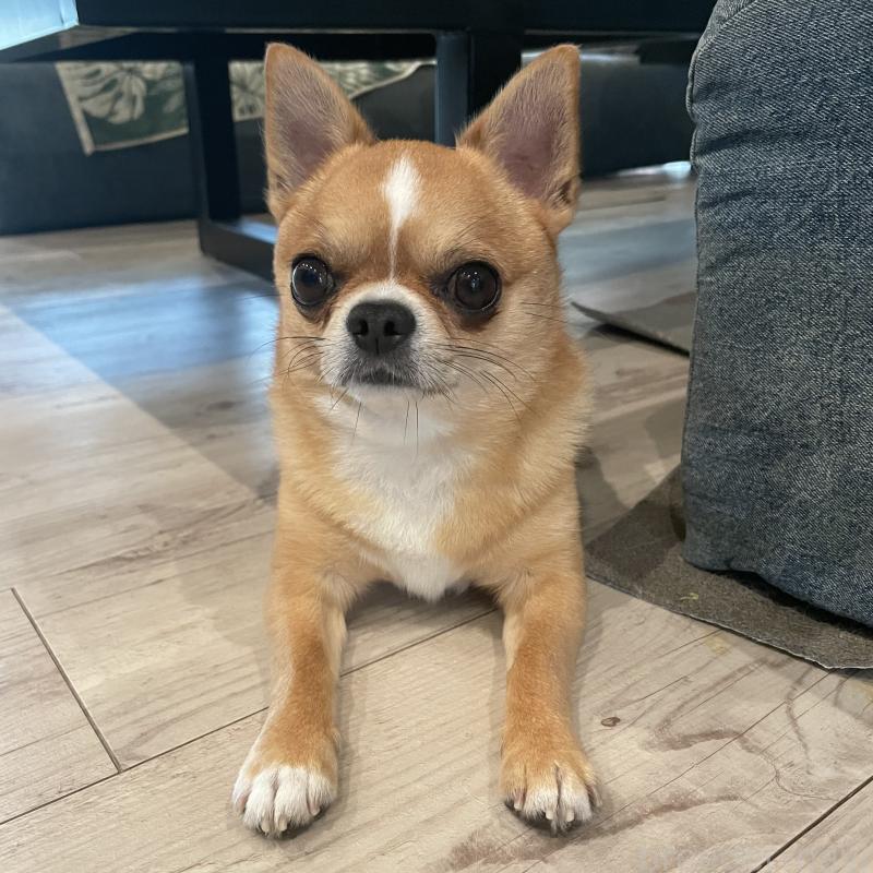 松野将悟ブリーダーの詳細