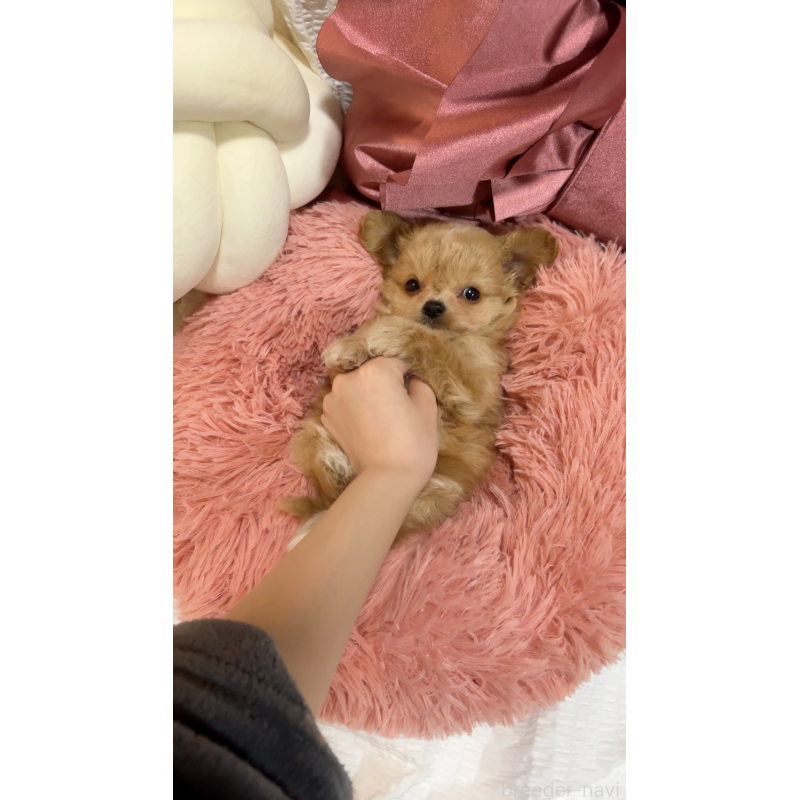 成約済の大阪府のチワプー:チワワ×トイプードル-431429の4枚目