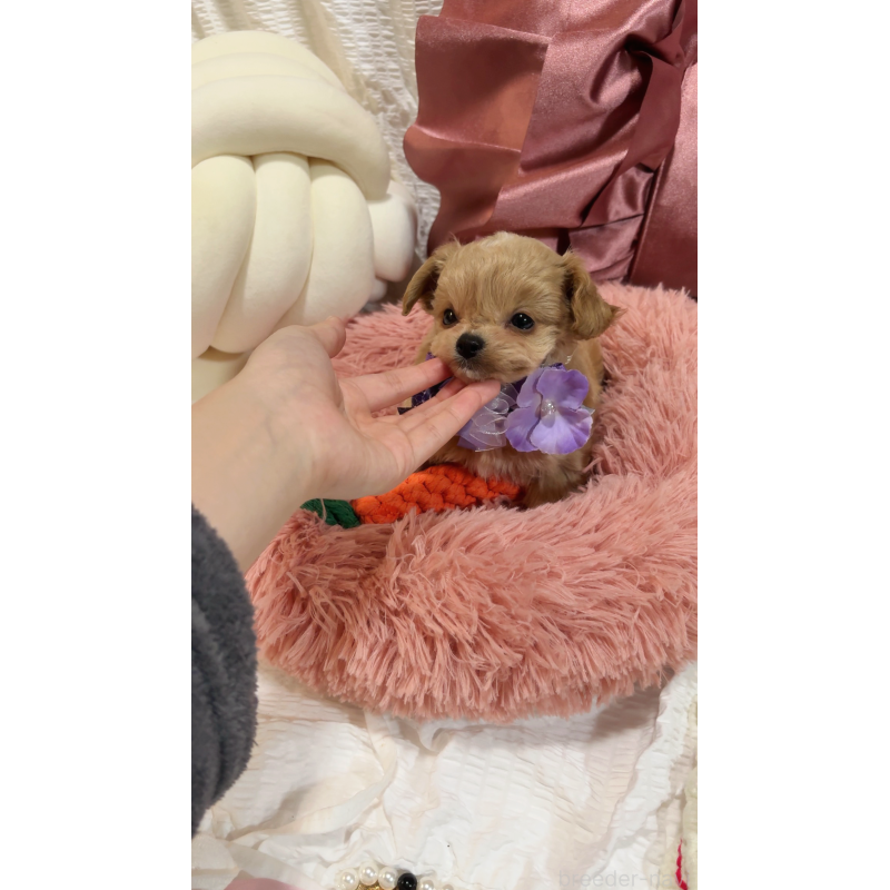 成約済の大阪府のチワプー:チワワ×トイプードル-431429の2枚目