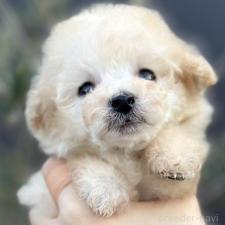 ♀︎ティーカッププードル