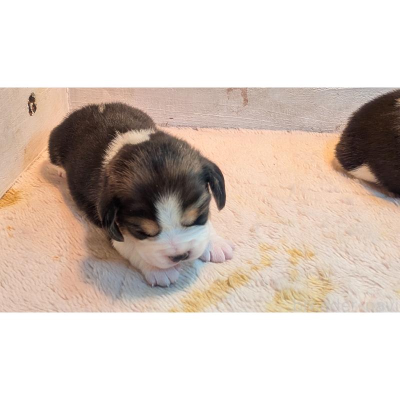 成約済の熊本県のビーグル-440795の22枚目