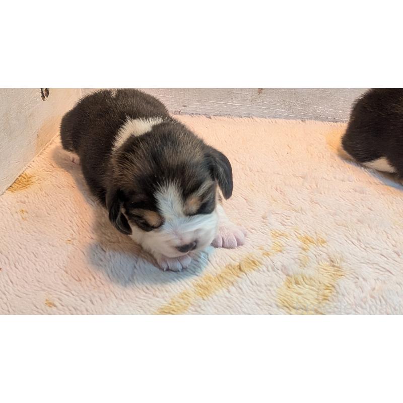 成約済の熊本県のビーグル-440795の21枚目