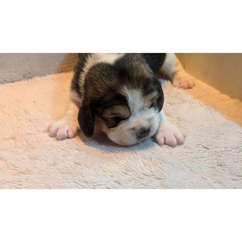 成約済の熊本県のビーグル-440794の23枚目