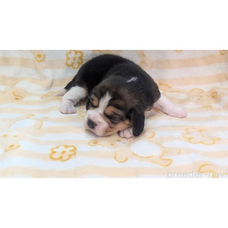 成約済の熊本県のビーグル-440793の29枚目