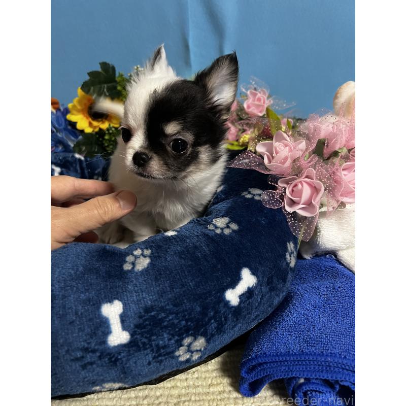 成約済の福岡県のチワワ(ロングコート)-435116の11枚目