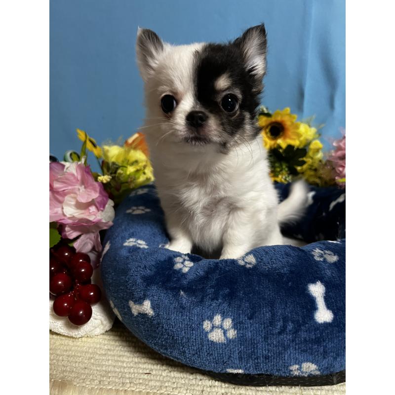 成約済の福岡県のチワワ(ロングコート)-435116の10枚目