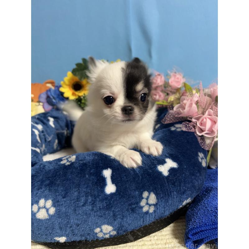 成約済の福岡県のチワワ(ロングコート)-435116の9枚目