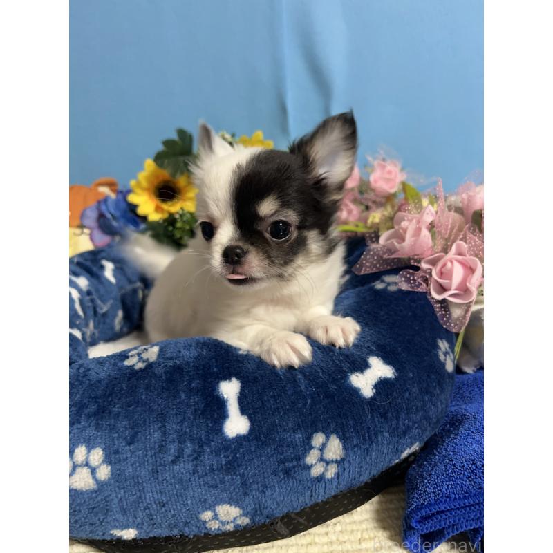 成約済の福岡県のチワワ(ロングコート)-435116の8枚目