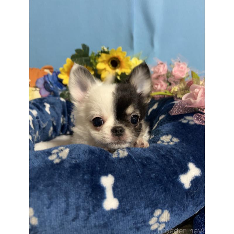 成約済の福岡県のチワワ(ロングコート)-435116の7枚目