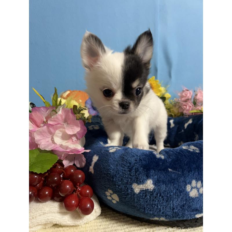 成約済の福岡県のチワワ(ロングコート)-435116の6枚目