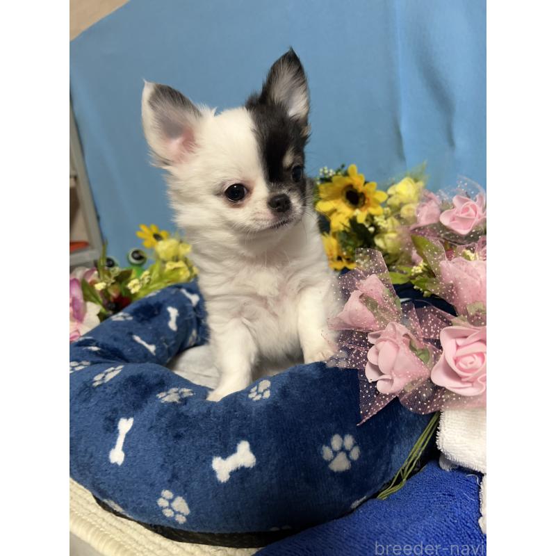 成約済の福岡県のチワワ(ロングコート)-435116の5枚目